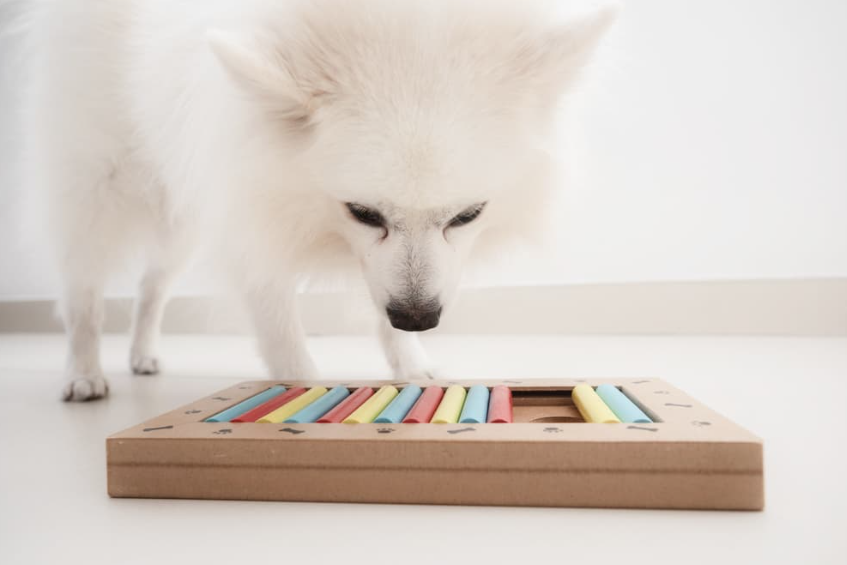 Exploring the Advantages of Dog Puzzle Toys for Cognitive Health and Behavior