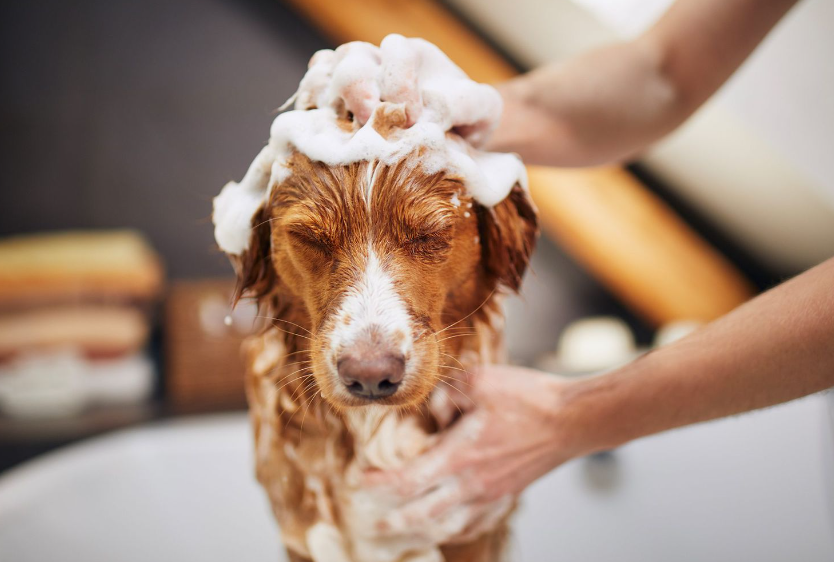 How to Bathe Your Dog When They're Not Fans of Baths